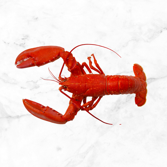 Fresh Cooked Wild Lobster